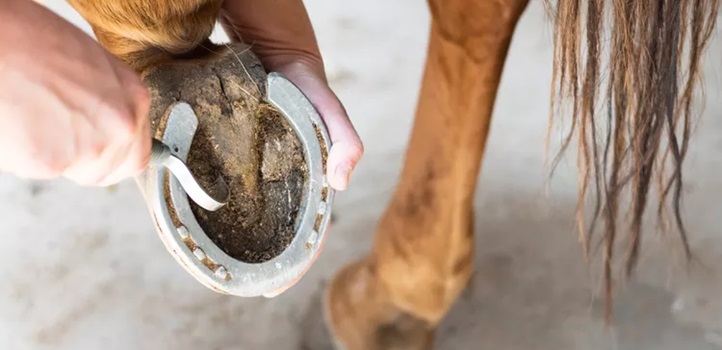 Preventieve zorg: het belang van regelmatige gezondheidscontroles voor paarden