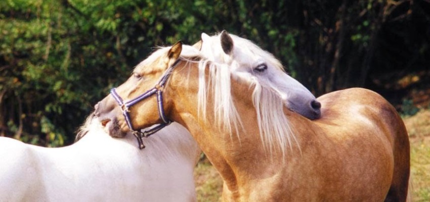 Kan een paard geïsoleerd staan als kuddedier?